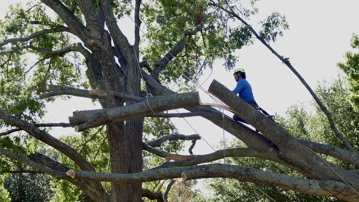Professional Hazardous Tree Removal performed by certified arborists in Frankfort