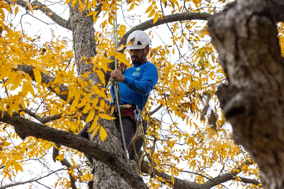 Skilled Storm Damage Cleanup crew working in Frankfort