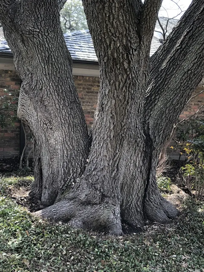Mature heritage tree close to a Frankfort property cared for by certified arborists